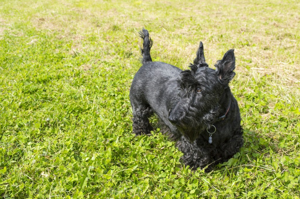 Image of black Scottish terrier looking to the side in green grass